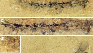 العينة التي تحتوي الأنسجة العصبية المتحجرة