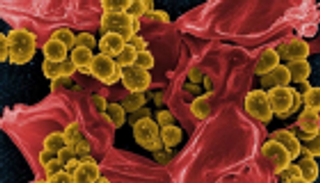 لقاح ضد بكتيريا المكورات العنقودية.. حلم يقترب من التحقق