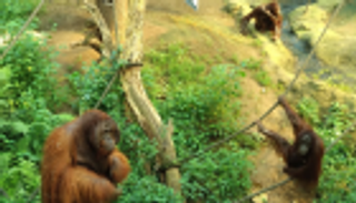 إنسان الغاب يستقبل هدايا الكريسماس.. فشار وحلوى وتفاح