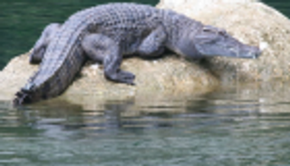 التمساح والأنثى.. أطبق بفكيه على يديها فقتلوه