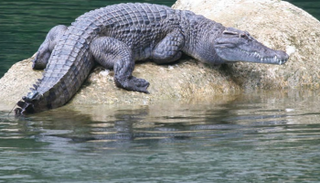 التمساح فلبيني من الأنواع النادرة - أرشيفية