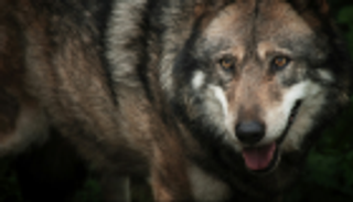 ذئب يلتهم كنغر في "وجبة عيد الميلاد"