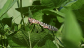 الأسوأ منذ 25 عاما.. الجراد يدمر آلاف الهكتارات بالهند