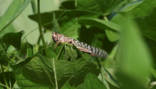 أسراب من الجراد تدمر آلاف الهكتارات من المحاصيل في الهند