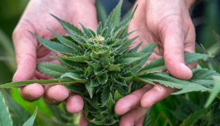 نبات القنّب - أرشيفية