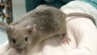 خطوة قد تحافظ على خصوبة النساء في المستقبل