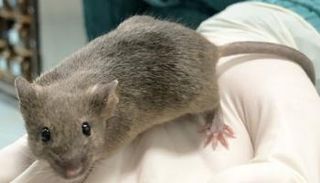 فأر من نتاج أبحاث الفريق البحثي الصيني