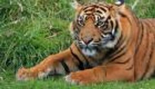 نمر يلتهم طفلا أمام منزله في نيبال