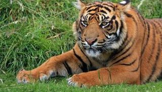 نمر يقتل طفلا عمره عامان في نيبال - أرشيفية