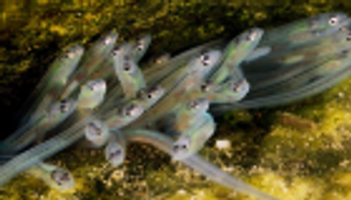 دراسة: الاحتباس الحراري قد يؤدي لانقراض ثعبان السمك