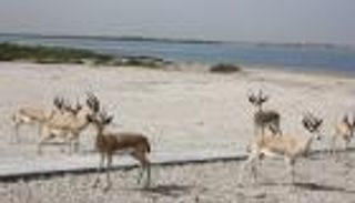 سياحة أم القيوين الإماراتية تروج لجزيرة السينية