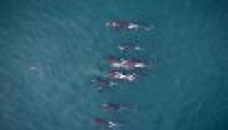 للمرة الأولى.. استخدام طائرات مسيرة لمتابعة صحة الحيتان