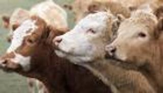 بولندا تكتشف حالة إصابة شاذة بجنون البقر 