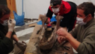 بالصور.. اكتشاف عظام حيوانات من قبل التاريخ في الجزائر