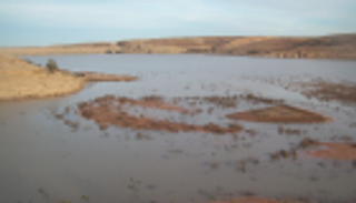 فطريات سامة تؤدي لنفوق أسماك في بحيرة ليبية