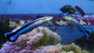 بعد اختبار المرآة.. دراسة تؤكد امتلاك الأسماك قدرات ذهنية مدهشة