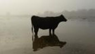 فيضانات أستراليا تهدد بنفوق مئات الآلاف من الماشية