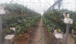 الذهب الأحمر في قطاع غزة يتحدى الحصار 