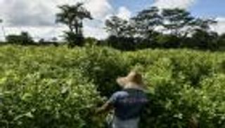 بالصور.. مهاجرون فنزويليون يشقون في حقول الكوكا الكولومبية