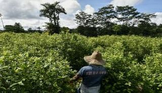 مهاجرون فنزويليون يشقون في حقول الكوكا الكولومبية