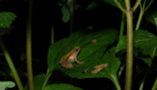 باحثون من جامعة نيويورك بأبوظبي يكتشفون نوعا جديدا من الضفادع