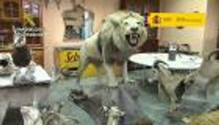 ضبط 200 حيوان محنط من أجناس مهددة بالانقراض في إسبانيا