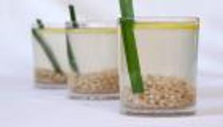 طريقة عمل مشروب الشعير.. وفوائده للتخسيس والصحة