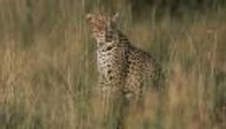 10 مصابين في هجوم لفهد على منزل ومدرسة بتشاد