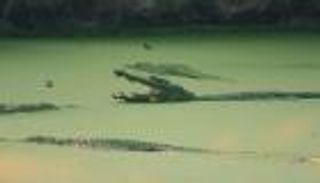 تمساح يقتل رجلا أمام ابن شقيقه في ماليزيا