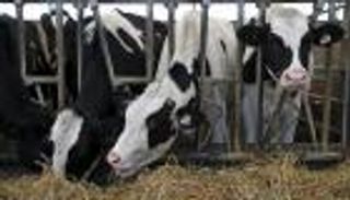 12 دولة تستخدم المضادات الحيوية لتحفيز نمو الحيوانات