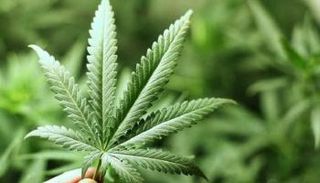 قبرص تشرع القنب لمرضى السرطان والإيدز