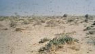 الفاو تحذر من الجراد: يهدد محاصيل مصر والسعودية