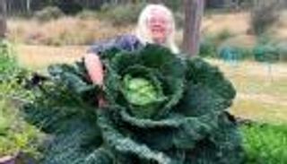 بالصور.. زوجان أستراليان يحصدان ثمرة كرنب بحجم الإنسان