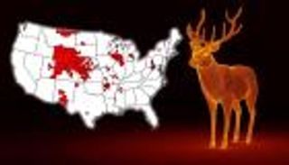 "زومبي الغزلان" يضرب 24 ولاية أمريكية.. ويهدد البشر