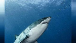 العلماء يرسمون الخريطة الجينية للقرش الأبيض الكبير