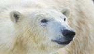 تراجع غزو الدببة القطبية العدائية لمنطقة سكنية في روسيا
