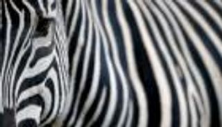 بعد 150 عاما.. دراسة تحل لغز خطوط الحمار الوحشي