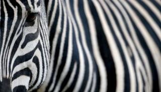 خطوط الحمر الوحشية حيرت علماء الحيوان