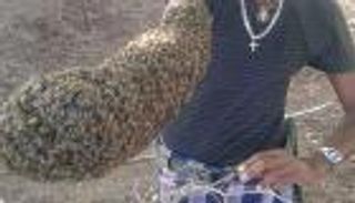 بالصور.. إثيوبي يحول ذراعه إلى خلية نحل متحركة