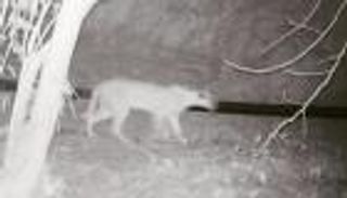 الوشق العربي يظهر في أبوظبي بعد اختفاء 35 عاما