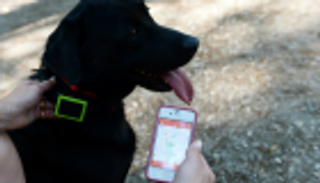 راقب حيواناتك الأليفة بهاتفك الذكي