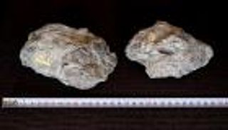 بيض من 68 مليون عام يكشف حقائق عن علاقة التماسيح بالطيور