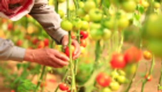 بالصور.. مزارعو غزة يلجأون لتكنولوجيا صديقة للبيئة لخفض التكلفة