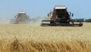 الأردن يشتري 60 ألف طن من علف الشعير في مناقصة