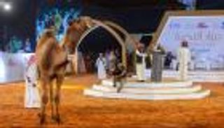بالصور.. 1.4 مليون دولار لـ"فحل أشعل" بختام مزاد الإبل السعودي