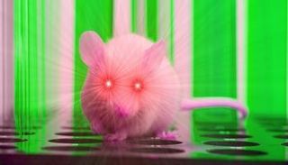 تطوير "قطرات عين" تتيح للثدييات الرؤية في الظلام القاتم