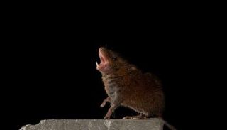 الفئران تتخاطب بالأغاني