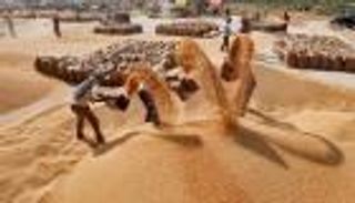 السعودية تشتري 625 ألف طن من القمح في مناقصة عالمية