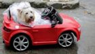 بالصور.. الكلاب تخطف الأنظار في مهرجان "بلوكاو" بالبرازيل