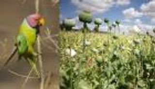"ببغاوات مدمنة" تسبب خسائر فادحة في زراعة الأفيون بالهند